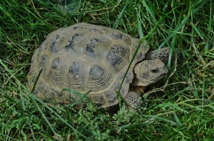 Russische Landschildkröte